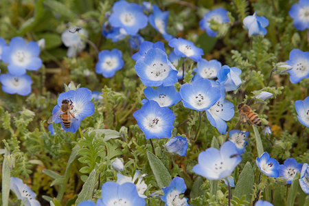 Warm Water Cove Flowers